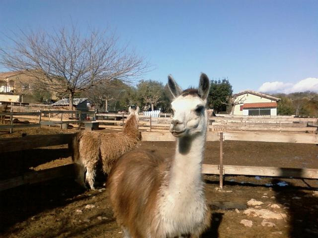 Ferme Zoo de Bouzigues景点图片