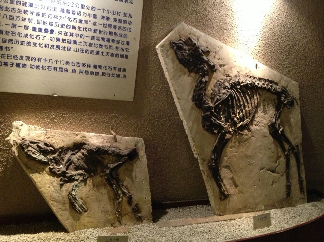 上海自然博物馆(静安新馆)-上海市必去景点