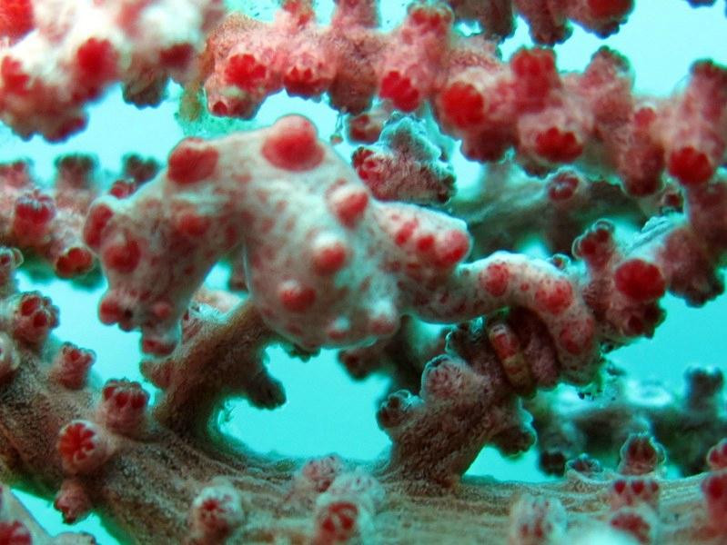 Yes Dive Amed景点图片
