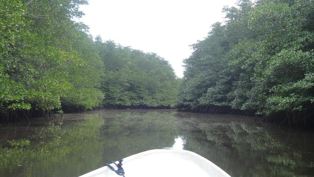 蓝梦岛红树林-蓝梦岛必去景点