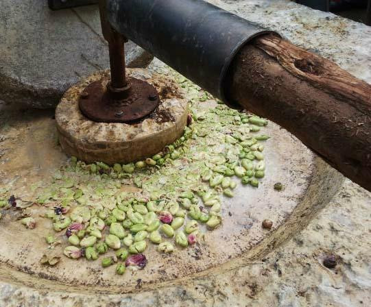 Chai Goat Farm-Modiin必去景点