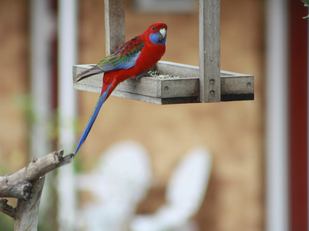 Colonial Motor Lodge主图