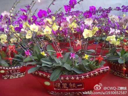 椰林山庄酒店-官方