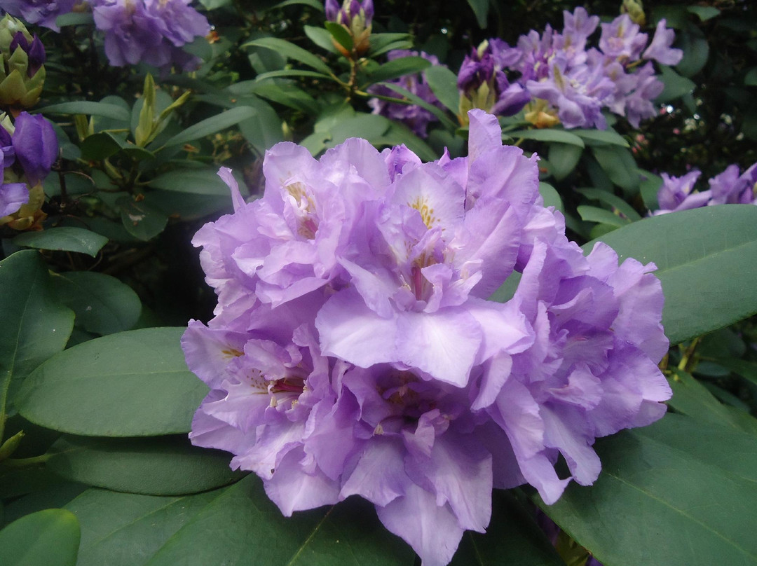 Hendricks Park-尤金必去景点