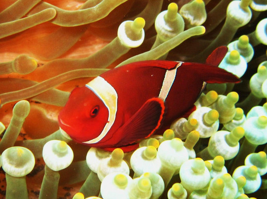 巴厘岛潜水-沙努尔必去景点