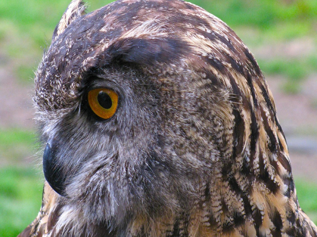 Wolf Conservation Center-South Salem必去景点