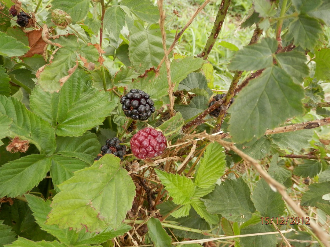 Wilderbraam Berry Estate-斯韦伦丹必去景点