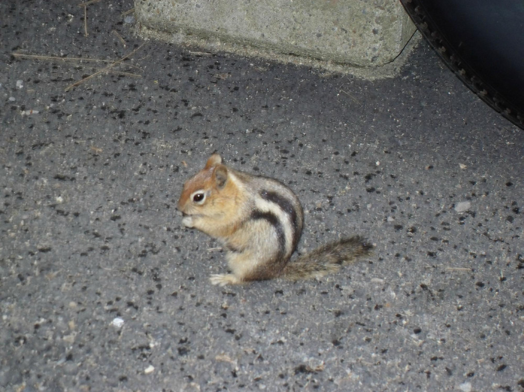 Collier Memorial State Park-Chiloquin必去景点