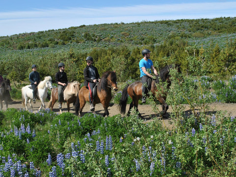 Reykjavik Riding-雷克雅未克必去景点
