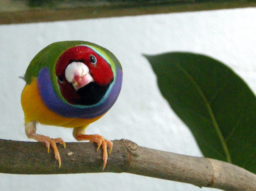 西礁岛蝴蝶自然温室-基韦斯特必去景点