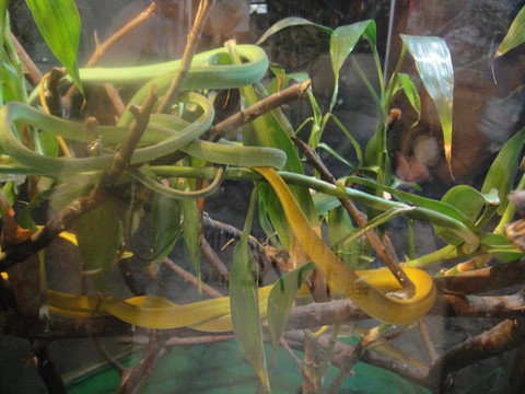 长隆飞鸟乐园-广州市必去景点