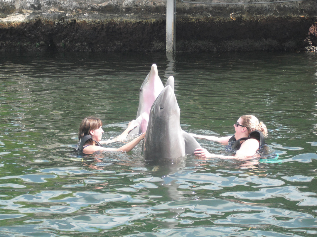 佛罗里达海豚之旅-奥兰多必去景点