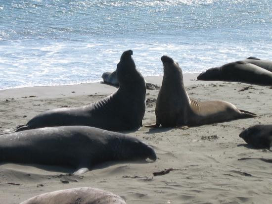 California Coastal Trail-红木国家公园必去景点