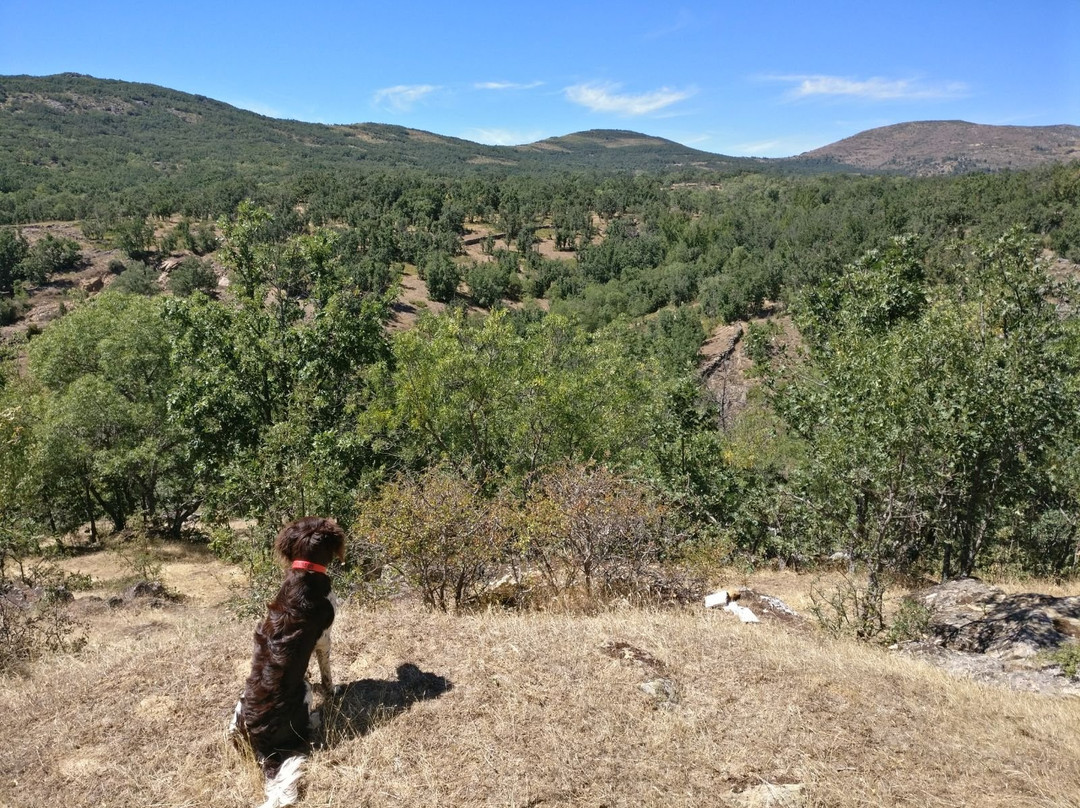 El Sueno de los Gatos