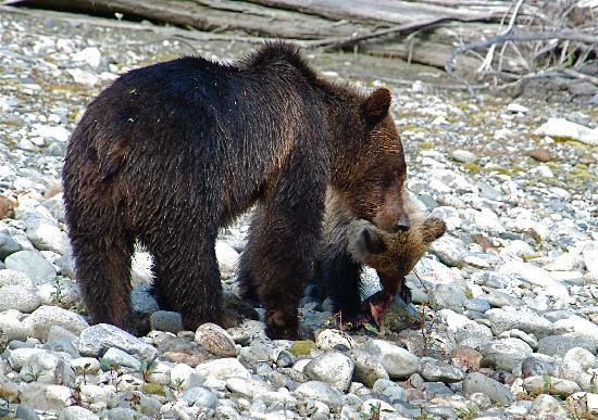 Aboriginal Journeys - Wildlife And Adventure Tours-坎贝尔里弗必去景点