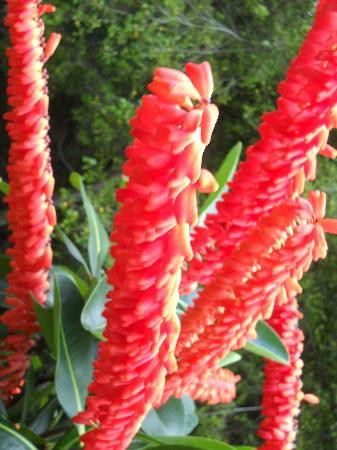 毛伊岛热带花园-怀露库必去景点