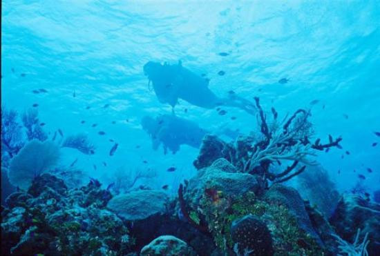 Bloody Bay Wall-Little Cayman必去景点