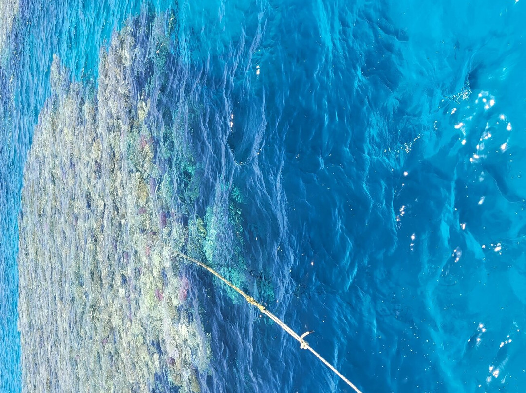 Dolphin House - Shaab Samadai-马萨阿拉姆必去景点