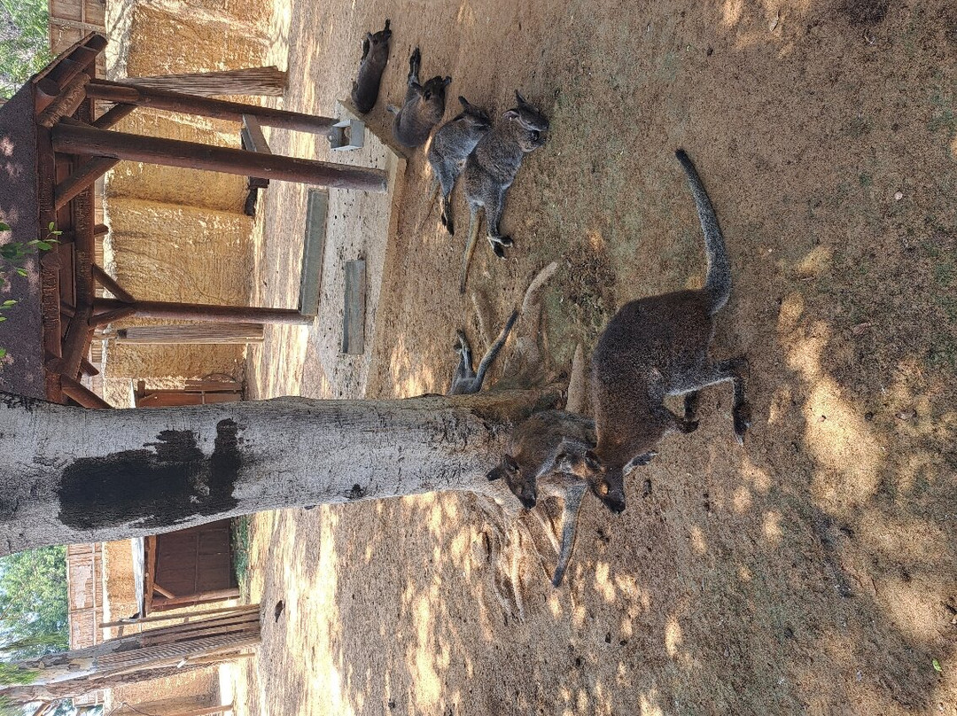 Limassol Zoo-利马索尔必去景点