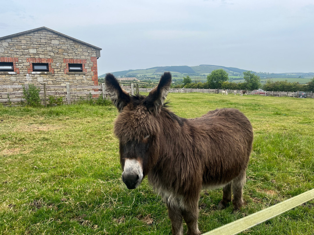 Donegal Donkey Sanctuary景点图片