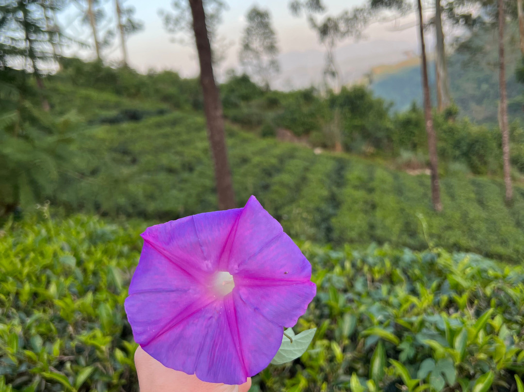 Hugging Clouds Tours-Nallathanniya必去景点