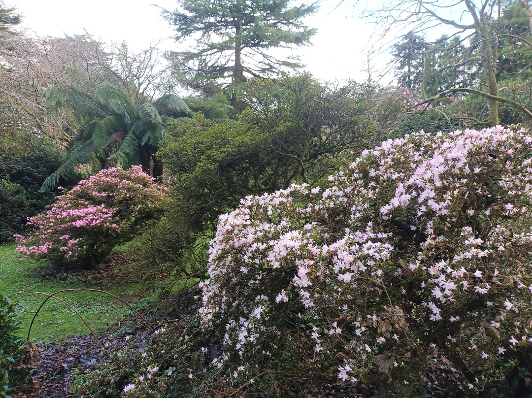 Trewidden Garden景点图片