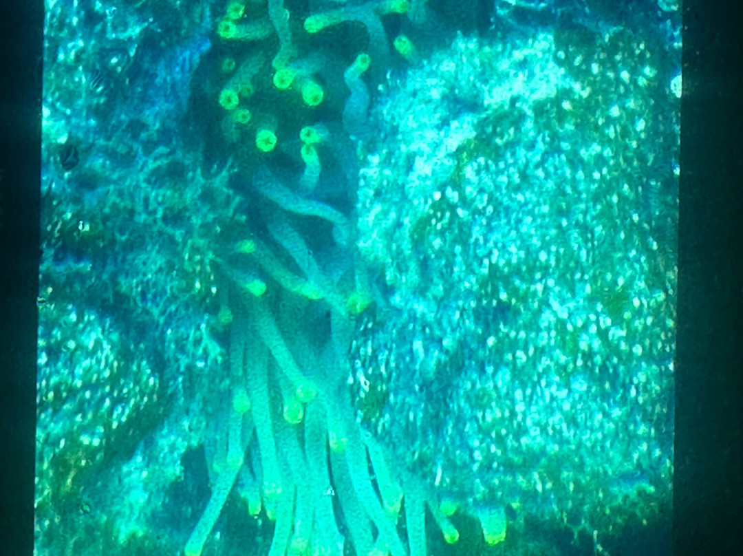 Culebra Divers-库莱布拉岛必去景点