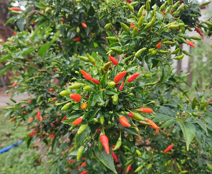 Pousada Luar do Rosario主图