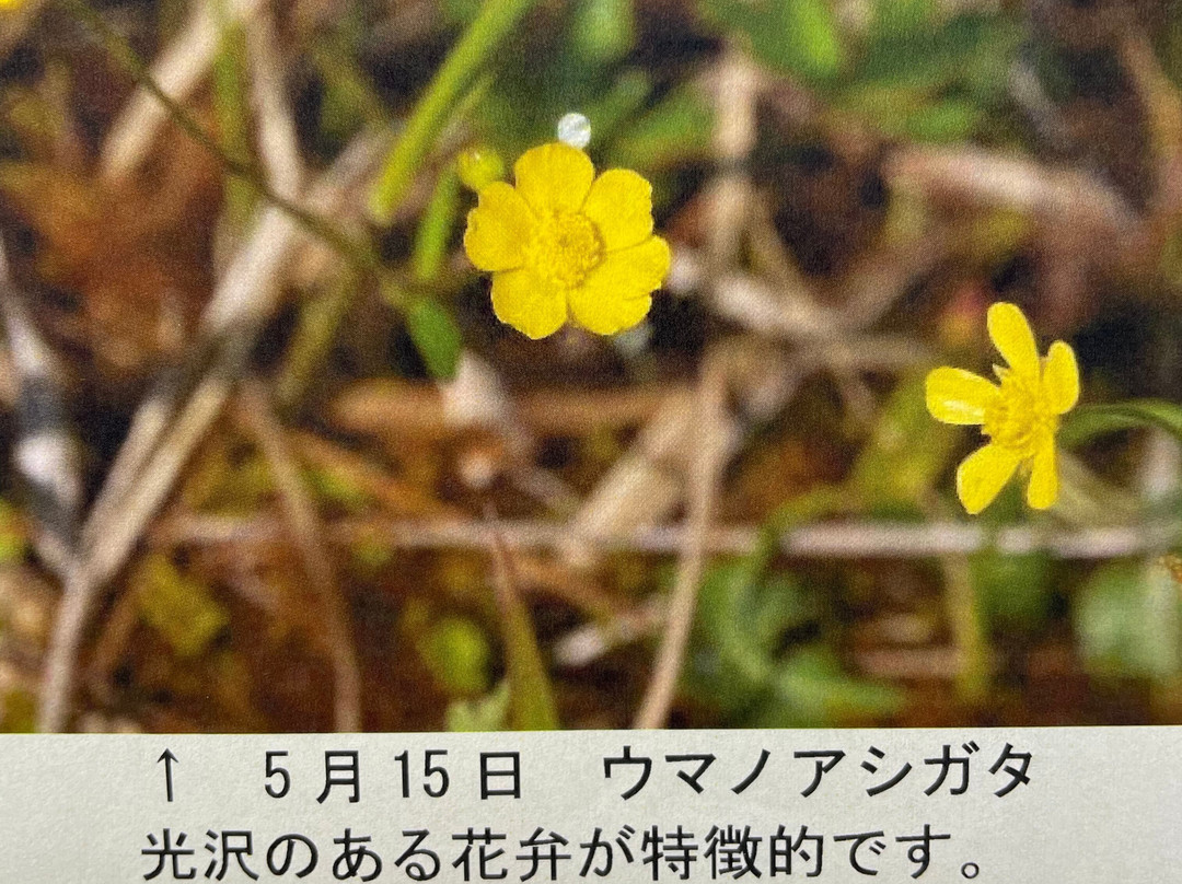 Tadewara Wetlands景点图片