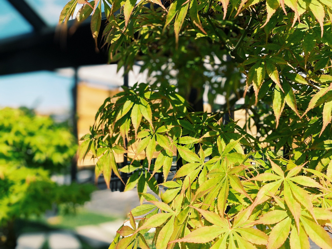 Yalova Bonsai Müzesi-Yalova必去景点