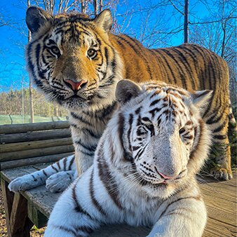 Tiger World景点图片
