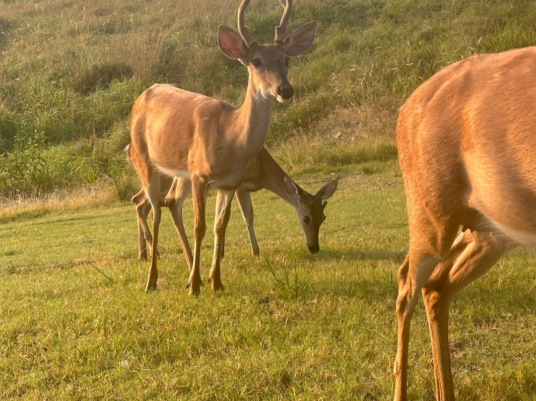 Lakeview Lodge主图