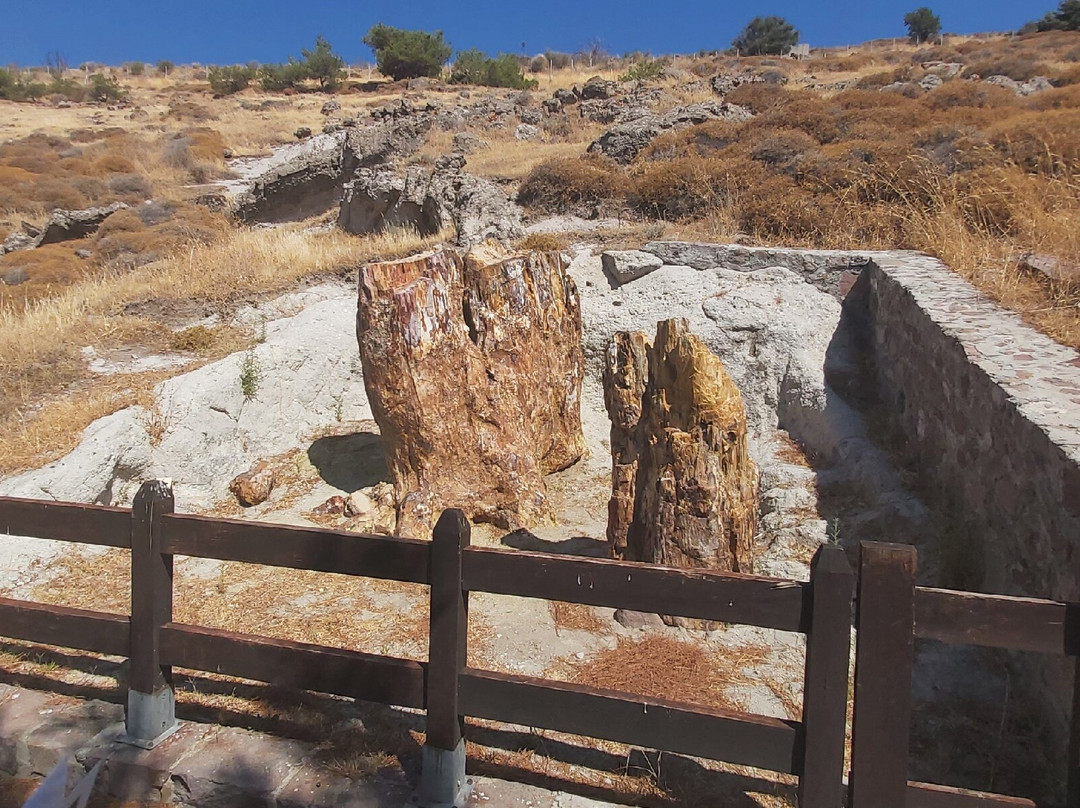 Petrified Forest of Lesbos景点图片