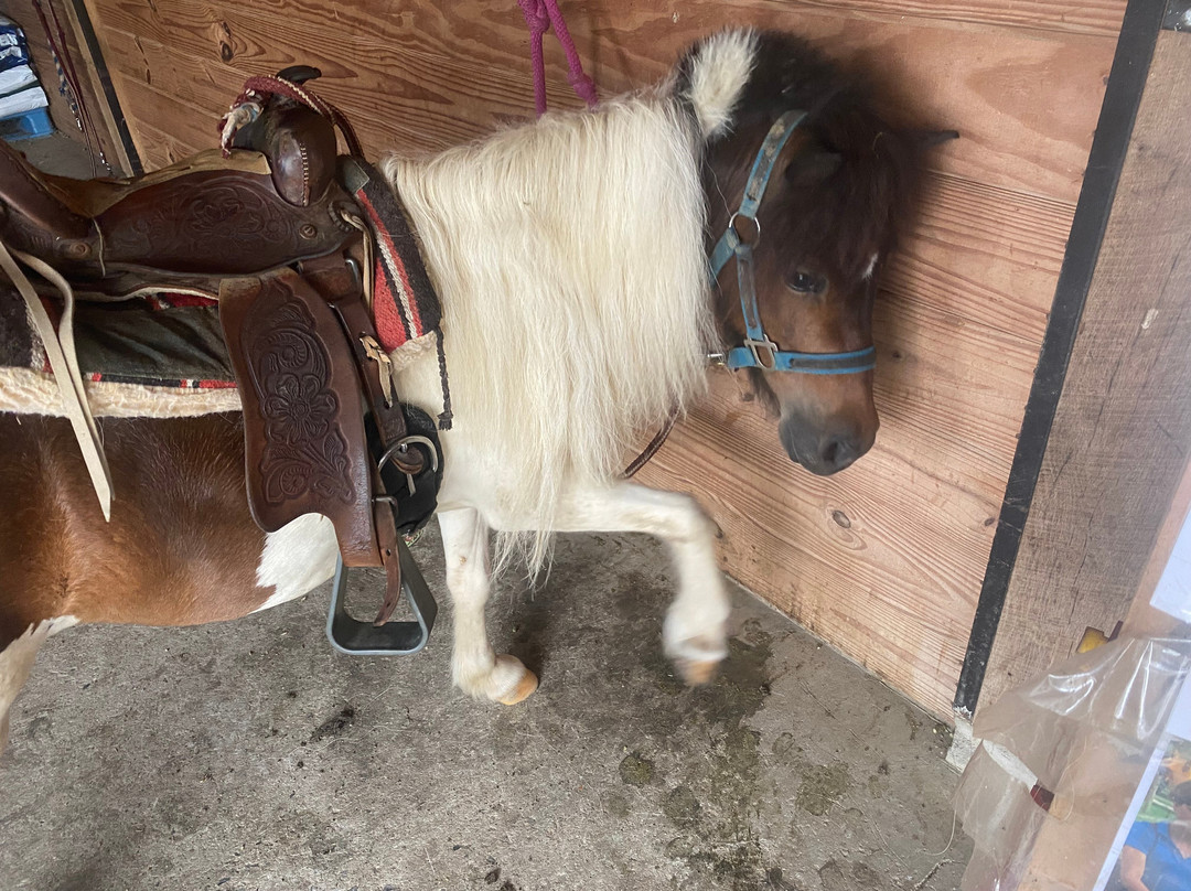 Li'l Country Store and Miniature Horse Farm景点图片