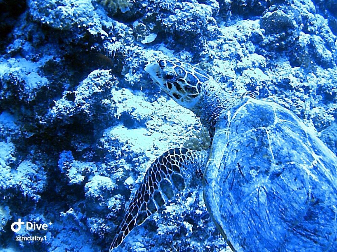 Ocean Dive Centre At Rangali景点图片