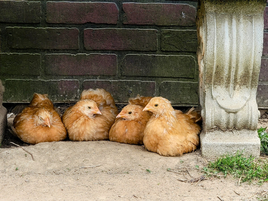 3 Palms Zoo & Education Center-Townsend必去景点