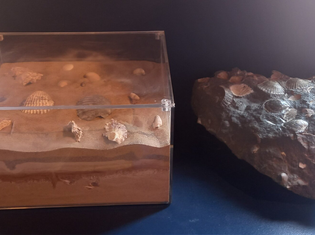 Museo Geologico della Carnia景点图片