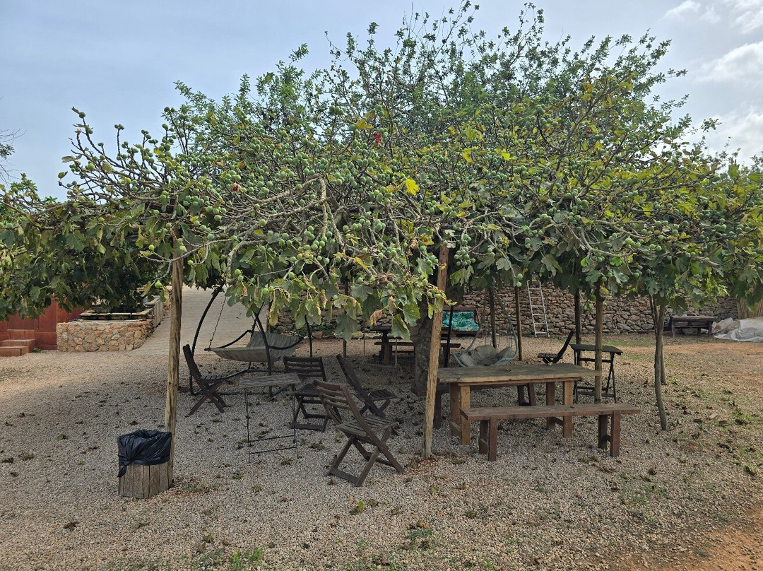 Finca Ecológica Can Musón-圣欧拉利娅尔德里奥必去景点
