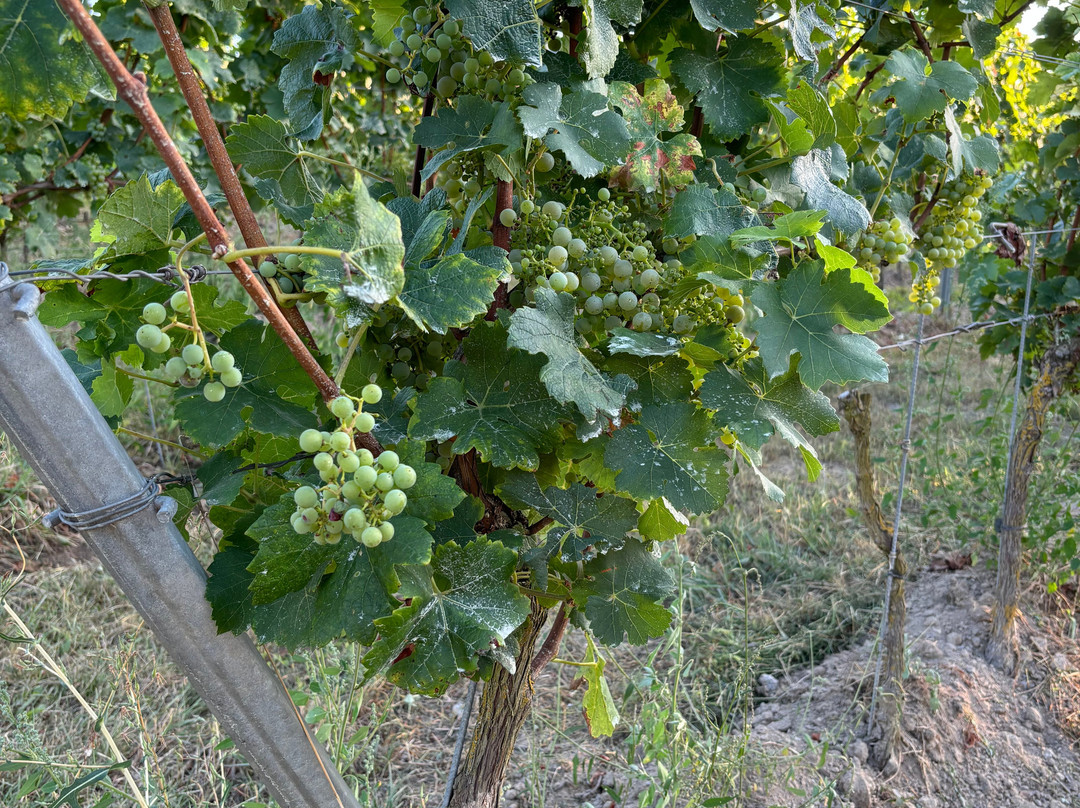 Weingut Sommer-Siefersheim必去景点