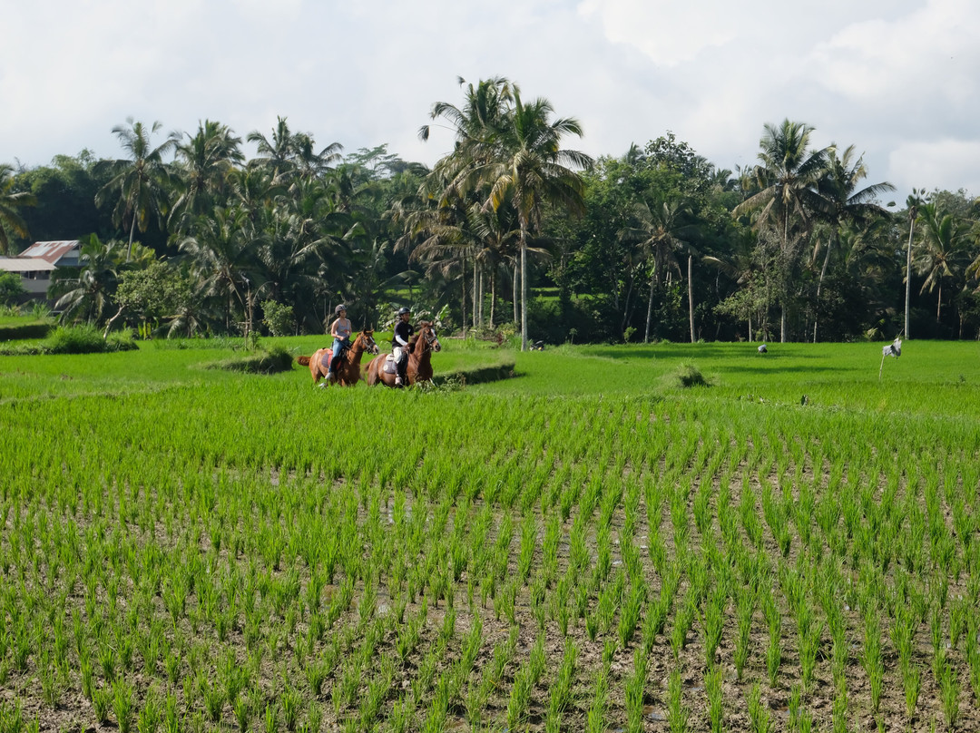 Ubud Horse Stables-德格拉朗必去景点