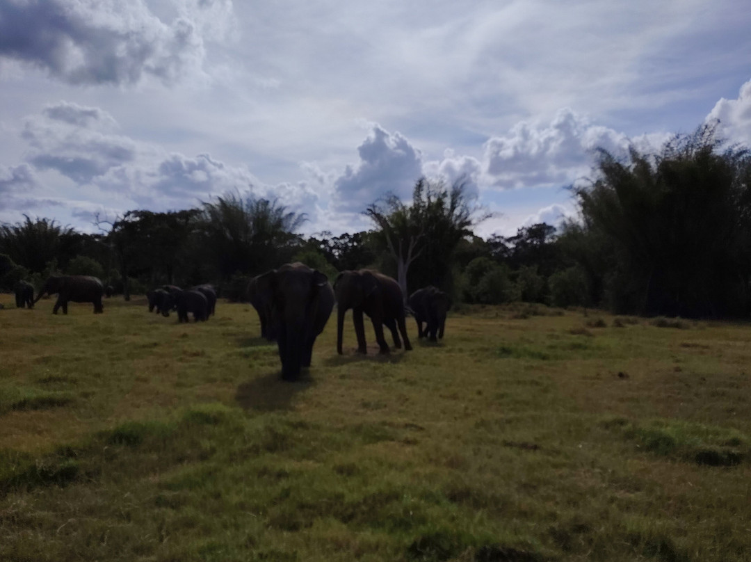 Minneriya Gajaga Safari-Minneriya必去景点