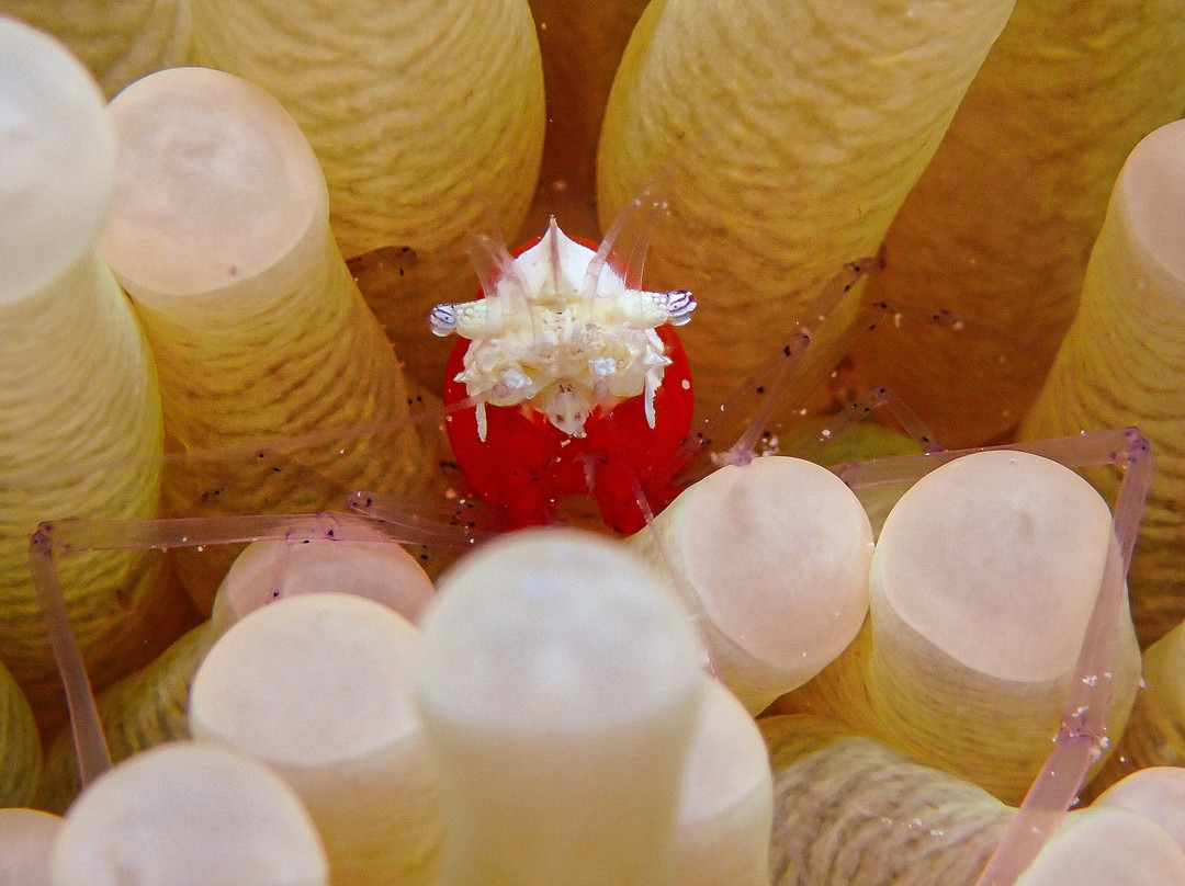 Sunset Cove Beach & Dive Resort主图