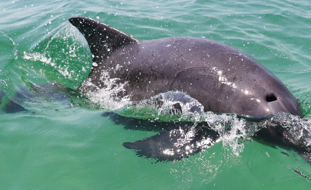 Coastal Life Charters & Adventures-纳瓦拉必去景点