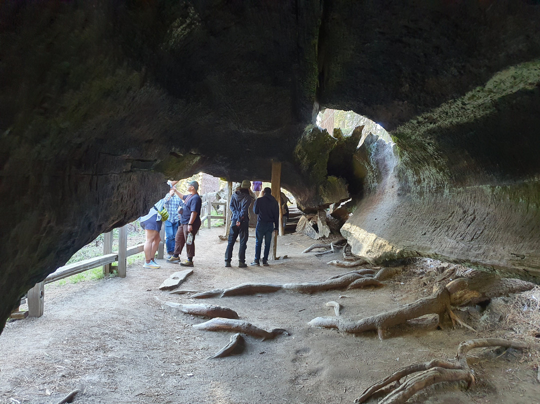 Buttress tree-红杉&国王峡谷国家公园必去景点