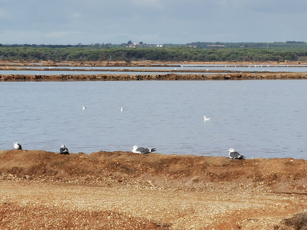 Las Marismas De Odiel景点图片