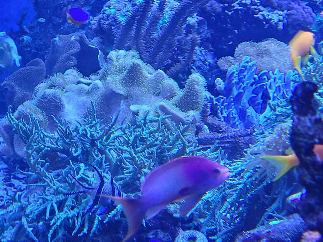 SEA LIFE Speyer-施派尔必去景点