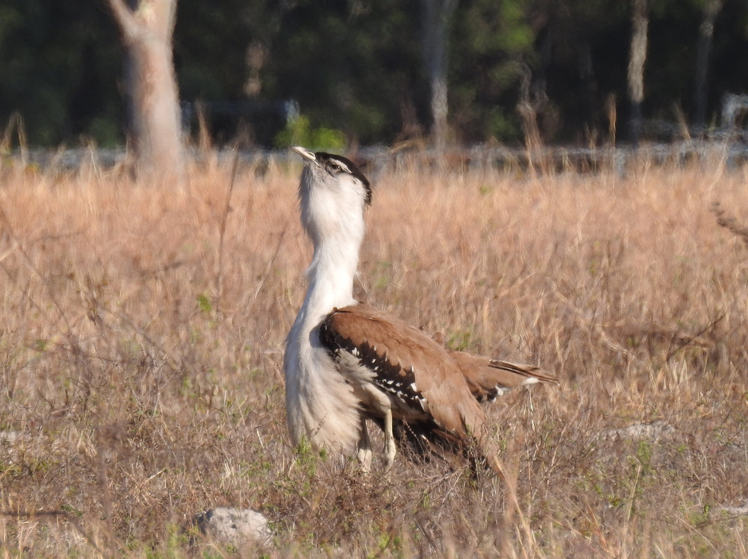 Birdwatching Tropical Australia-Mossman必去景点