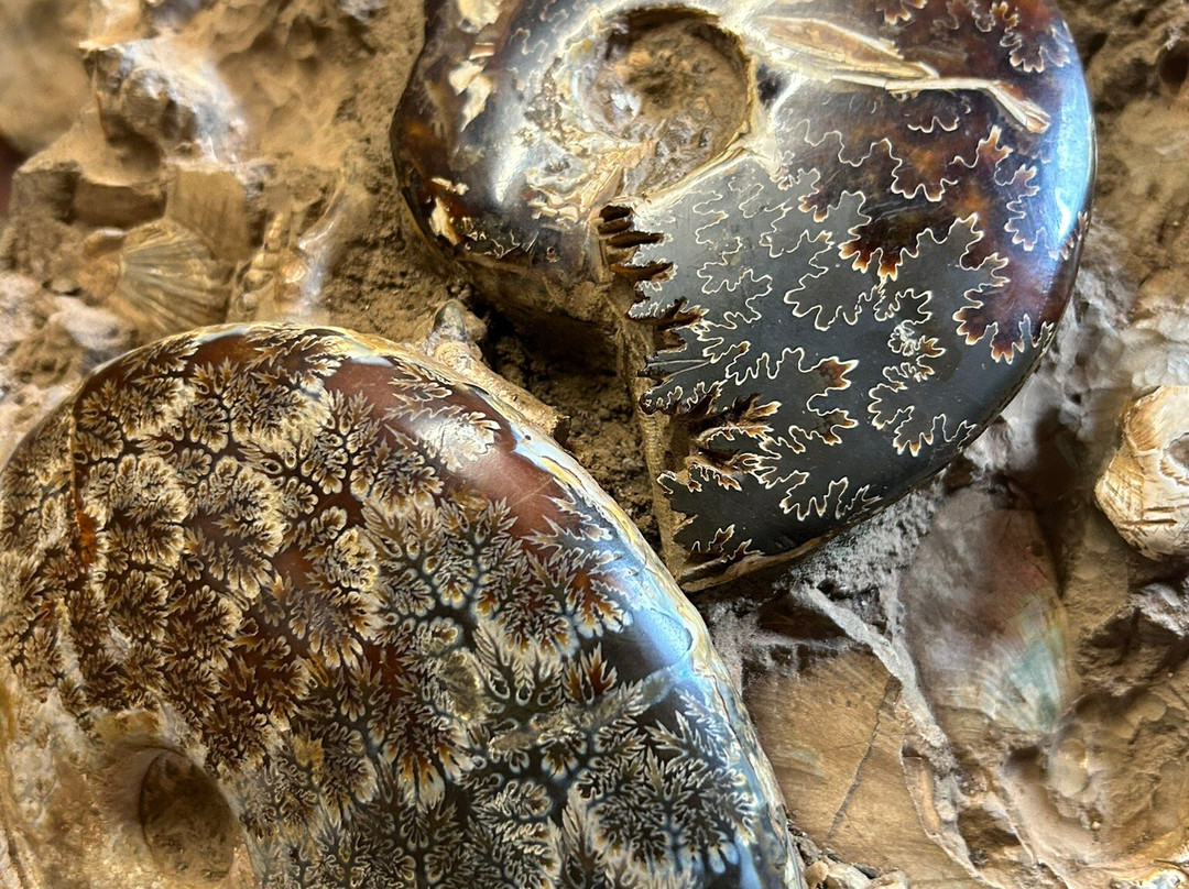 Sudwala Dinosaur Park-尼斯普鲁特必去景点