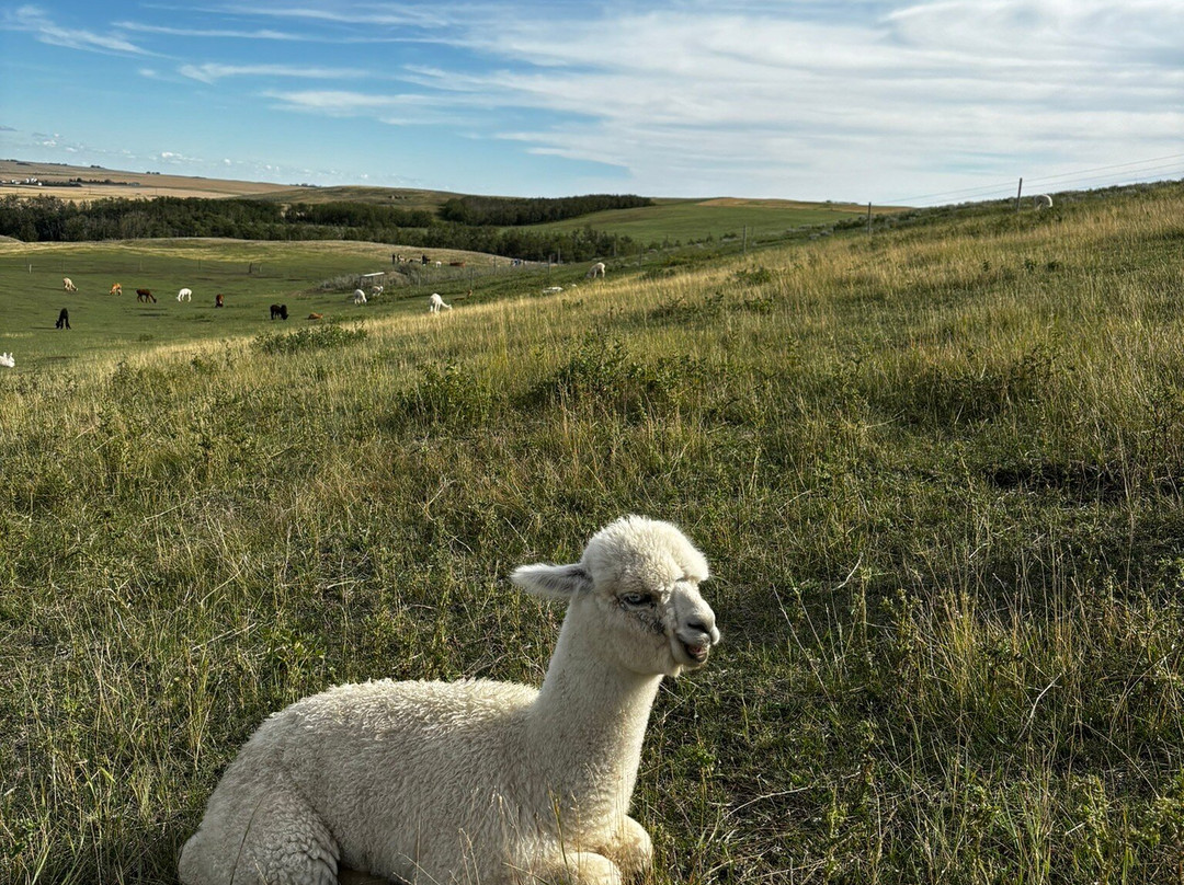 Kirks Alpaca Farm景点图片