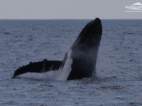 Legend Charters-戴士柏必去景点